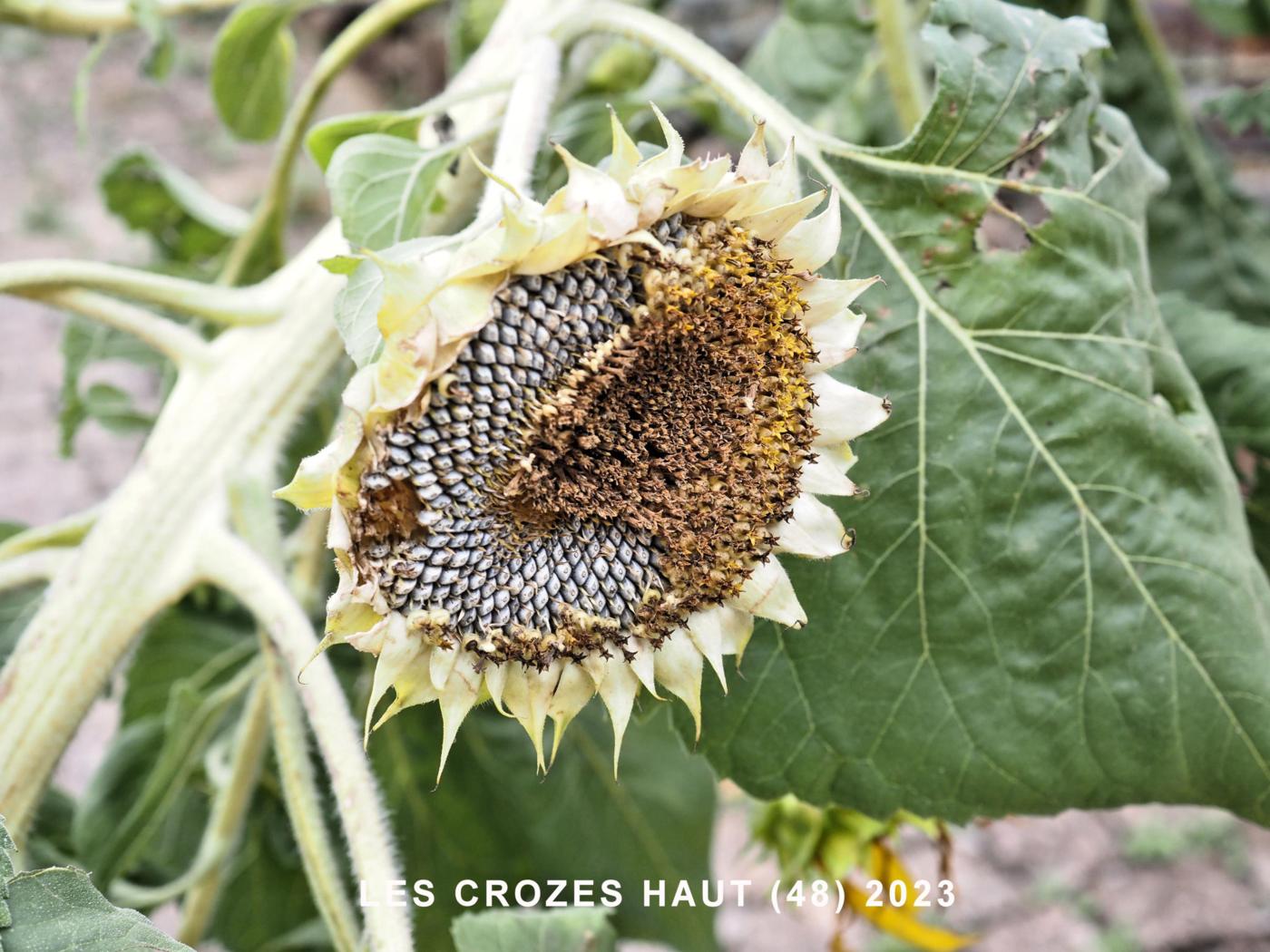 Sunflower fruit